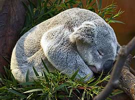 Koala Sleeping